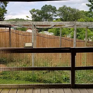 Luray Zoo - Andean condor
