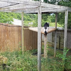 Luray Zoo - Andean condor