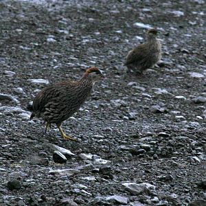 Erckel's Francolin (Pternistis erckelii)