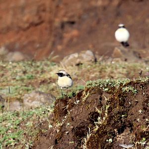 Pied Wheatear (Oenanthe pleschanka)