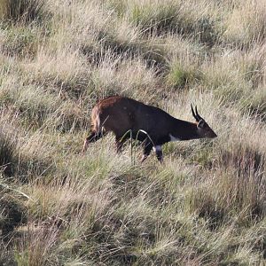 Menelik's Bushbuck (Tragelaphus scriptus meneliki)