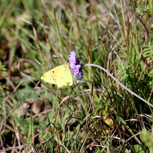 (Colotis calais) possibly