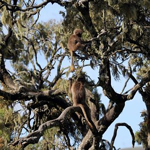 gelada (Theropithecus gelada) in the tree