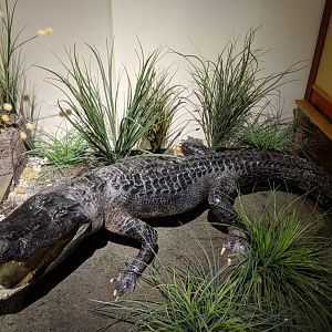 American alligator (Alligator mississippiensis)
