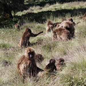 gelada (Theropithecus gelada)