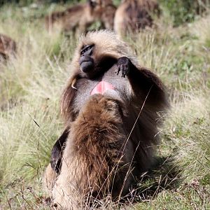 gelada (Theropithecus gelada)