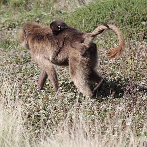 gelada (Theropithecus gelada)