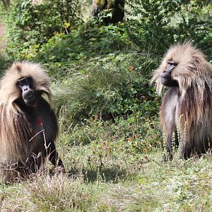 gelada (Theropithecus gelada)