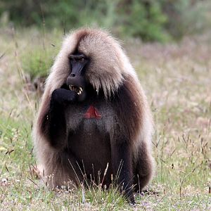 gelada (Theropithecus gelada)