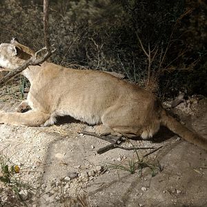 Mountain lion (Puma concolor)