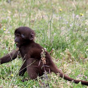 gelada (Theropithecus gelada)