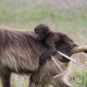 gelada (Theropithecus gelada)