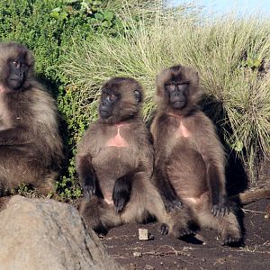 gelada (Theropithecus gelada)