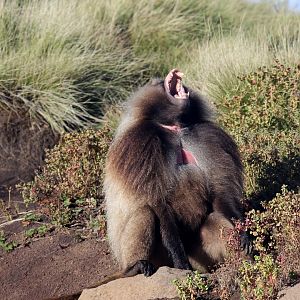 gelada (Theropithecus gelada)
