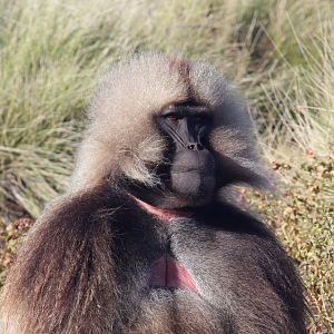 gelada (Theropithecus gelada)