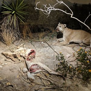 Mountain lion (Puma concolor) (right) with White tailed deer (Odocoileus virginianus) carcass