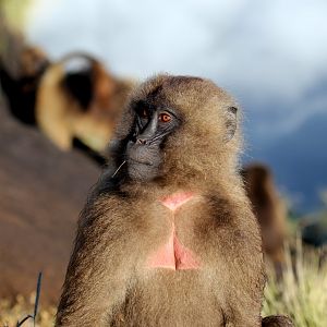gelada (Theropithecus gelada)