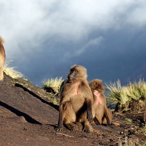 gelada (Theropithecus gelada)