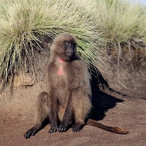 gelada (Theropithecus gelada)