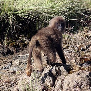 gelada (Theropithecus gelada)