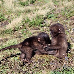 gelada (Theropithecus gelada)