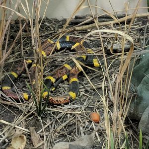 Eastern coral snake (Micrurus fulvius)