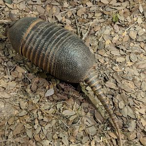 Nine banded armadillo (Dasypus novemcinctus)