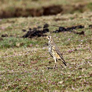 groundscraper thrush (Psophocichla litsitsirupa)