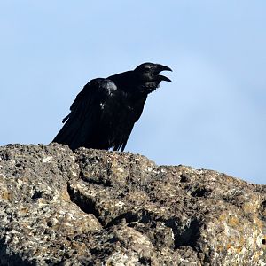 Fan-tailed Raven (Corvus rhipidurus)