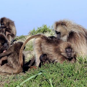 gelada (Theropithecus gelada)