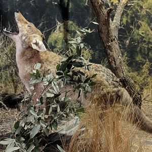 Coyote (Canis latrans)