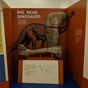 Big Bend Dinosaurs Display