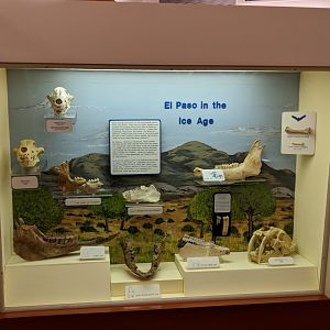 Display of Ice Age fossils from El Paso