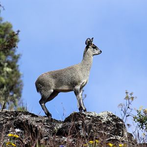 Ethiopian Klipspringer (Oreotragus saltatrixoides)