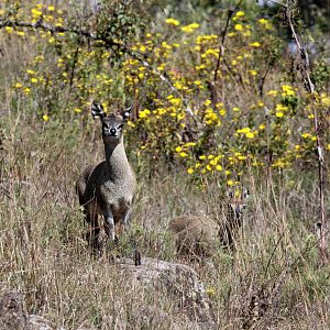 Ethiopian Klipspringer (Oreotragus saltatrixoides)