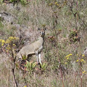 Ethiopian Klipspringer (Oreotragus saltatrixoides)