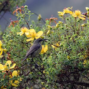 Female Sunbird- Species ID?