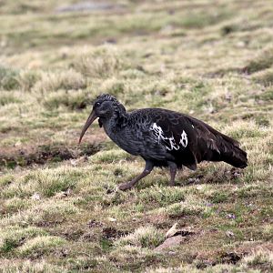 Wattled Ibis (Bostrychia carunculata)