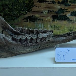Camelid jaw