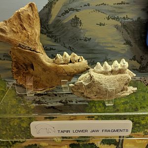 Tapir lower jaw fragments