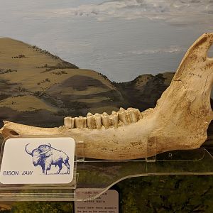 Bison lower jaw