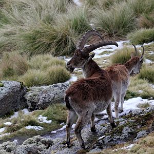 Walia ibex (Capra walie)