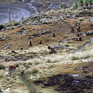 Walia ibex (Capra walie) & gelada (Theropithecus gelada)