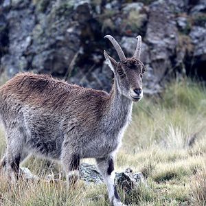 Walia ibex (Capra walie)