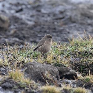 Moorland Chat (Pinarochroa sordida)