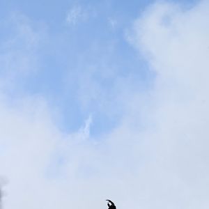 Walia ibex (Capra walie)