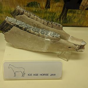 Ice Age Horse Jaw