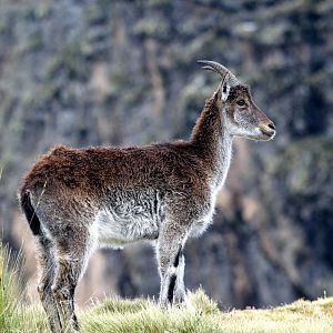 Walia ibex (Capra walie)