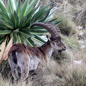 Walia ibex (Capra walie)