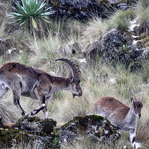 Walia ibex (Capra walie)